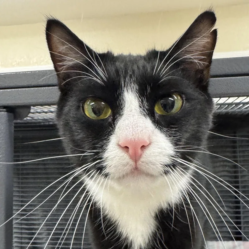 A young medium-sized male Black & White / Tuxedo Domestic Short Hair cat named Fenton for adoption in Winchendon, MA