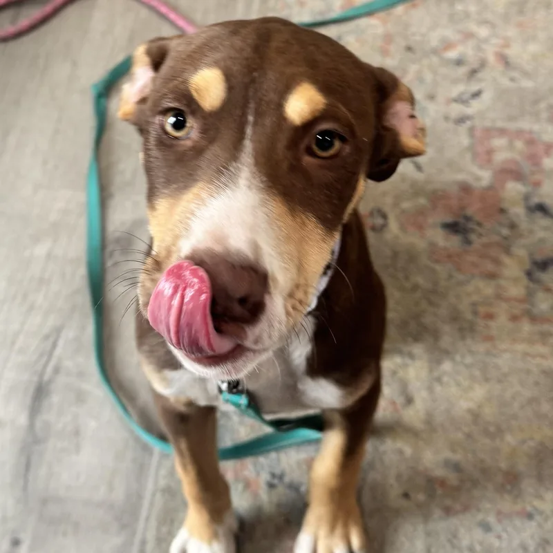 A young medium-sized male Bicolor Terrier dog named Ken for adoption in Calabash, NC