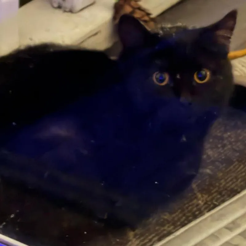 A young small-sized female Black Domestic Short Hair cat named Shlameel for adoption in Woodbury, NJ