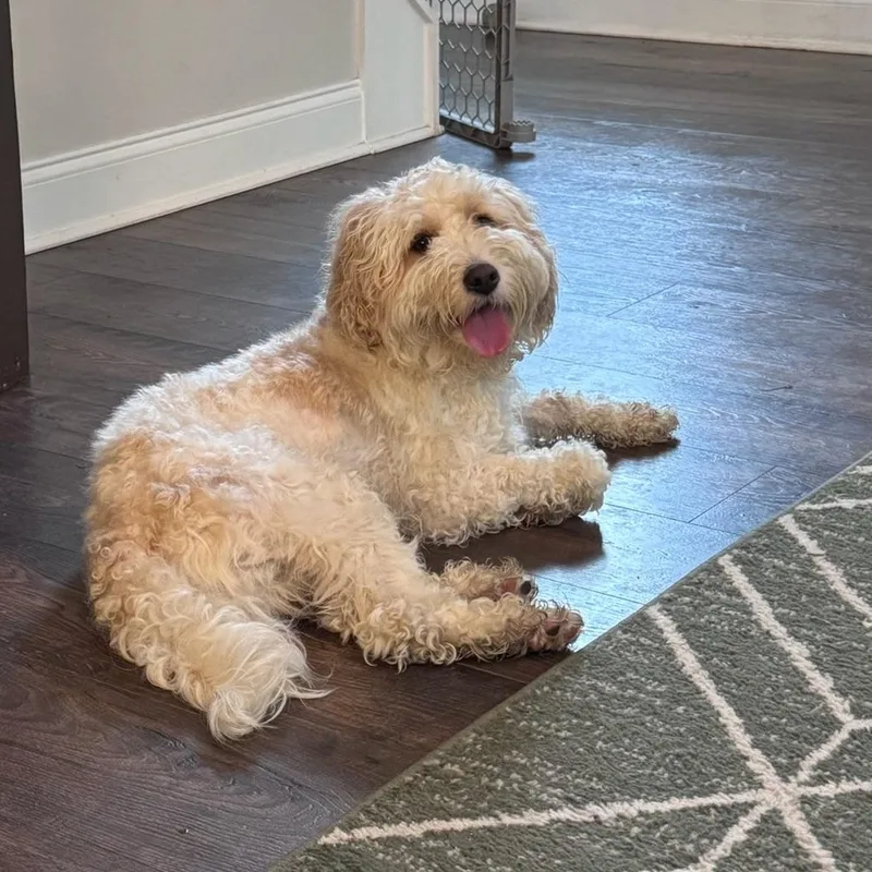 A young small-sized male White / Cream Cavapoo dog named Buddynorth Carolina for adoption in Houston, TX