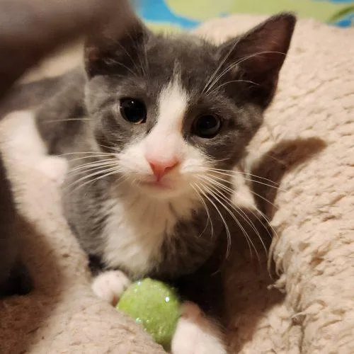 A baby small-sized male Domestic Short Hair cat named Tiller for adoption in Seven Valleys, PA