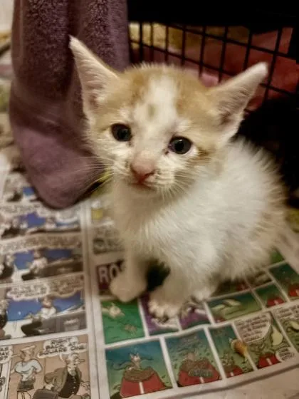A baby small-sized male Domestic Short Hair cat named Magic Ned for adoption in Cumming, GA