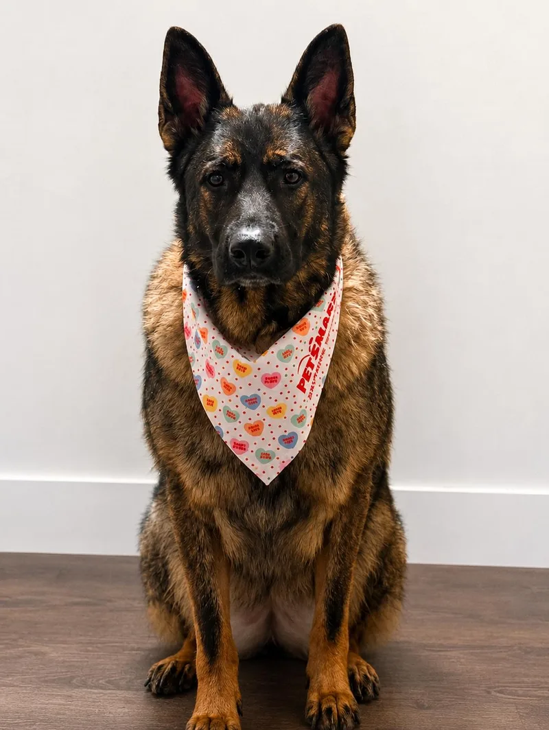An adult large-sized female Bicolor German Shepherd Dog dog named Fiona for adoption in Copley, OH