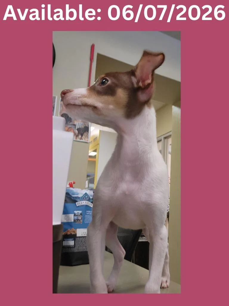 A baby medium-sized female Jack Russell Terrier dog named Dog Kennel for adoption in Greenville, TX