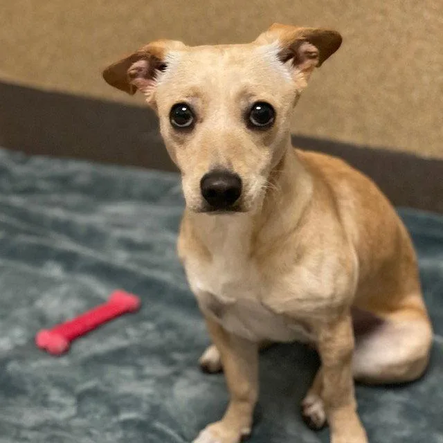 A young small-sized female Chihuahua dog named Widget for adoption in Burlingame, CA