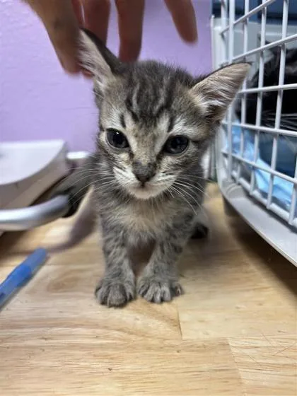A baby small-sized female Brown / Chocolate Domestic Short Hair cat named Emily for adoption in El Paso, TX