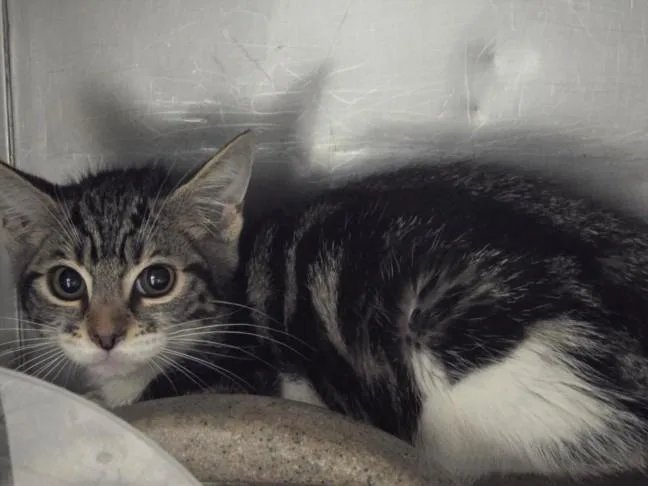 A baby small-sized female Domestic Short Hair cat named Roy for adoption in Chatsworth, CA