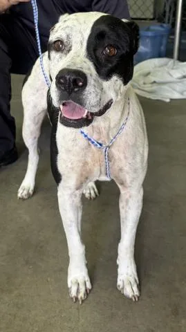 An adult medium-sized female Mixed Breed dog named Daisy Duke for adoption in Pensacola, FL