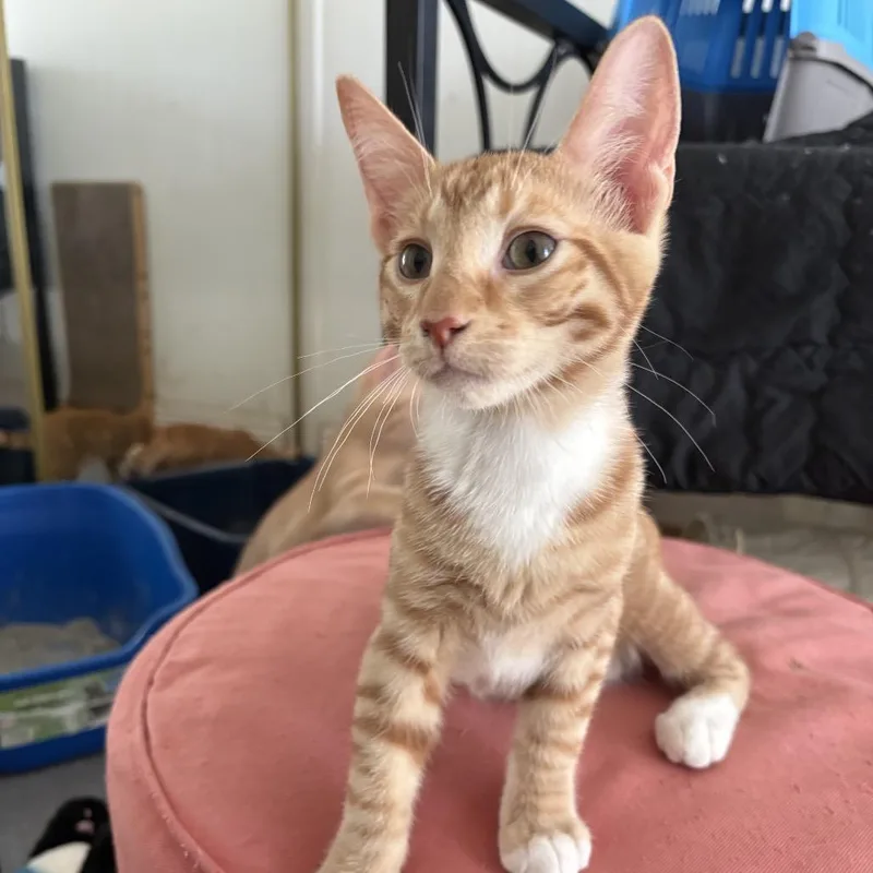 A baby small-sized male Orange / Red Domestic Short Hair cat named Atlas Bonded with Dakota for adoption in Chino Hills, CA