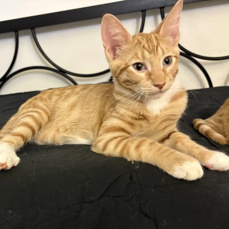 Atlas Bonded with Dakota thumbnail 2