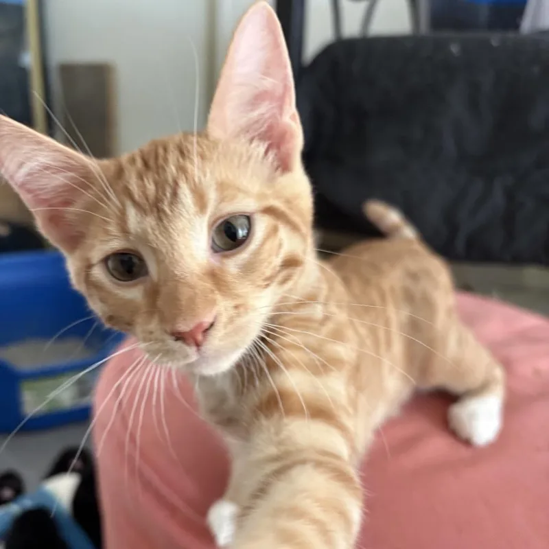Atlas Bonded with Dakota thumbnail 5