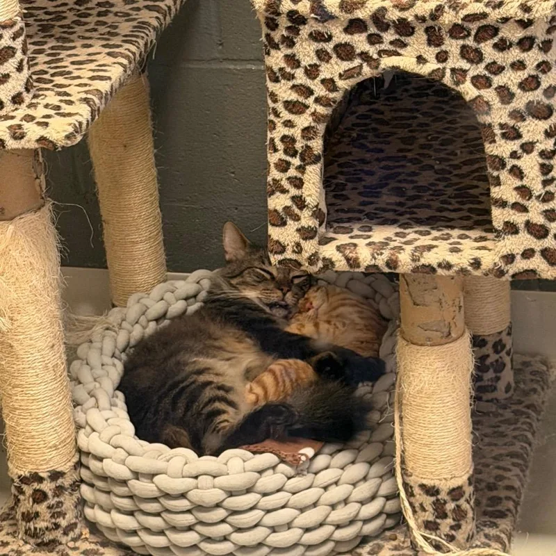Atlas Bonded with Dakota thumbnail 6