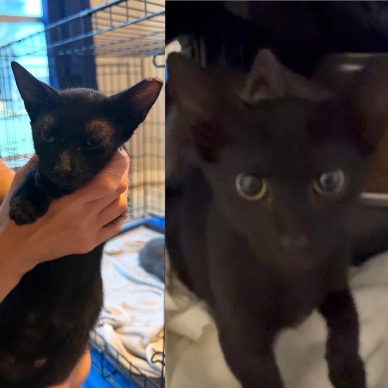 A baby medium-sized male Black American Shorthair cat named Fudgesicle for adoption in Freeport, FL
