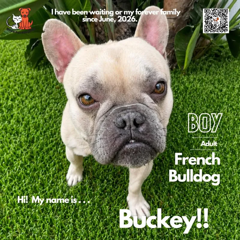 An adult small-sized male Yellow / Tan / Blond / Fawn French Bulldog dog named Buckey for adoption in Westminster, CA