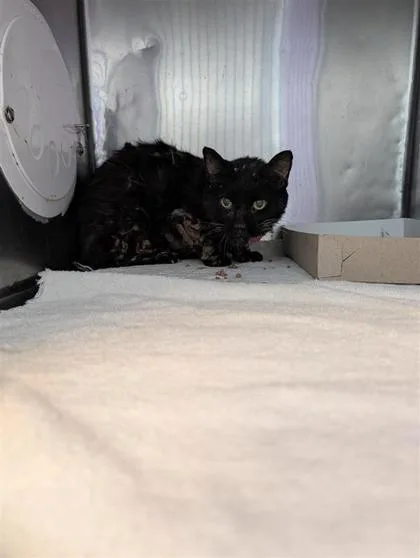 A senior small-sized female Domestic Short Hair cat named Karma for adoption in El Paso, TX