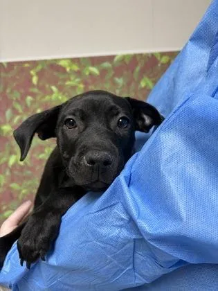 A young small-sized female Labrador Retriever dog named Fifi La Fume for adoption in San Antonio, TX