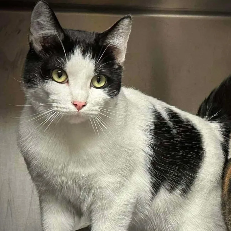 An adult medium-sized male White Domestic Short Hair cat named Cameron for adoption in Washington, DC