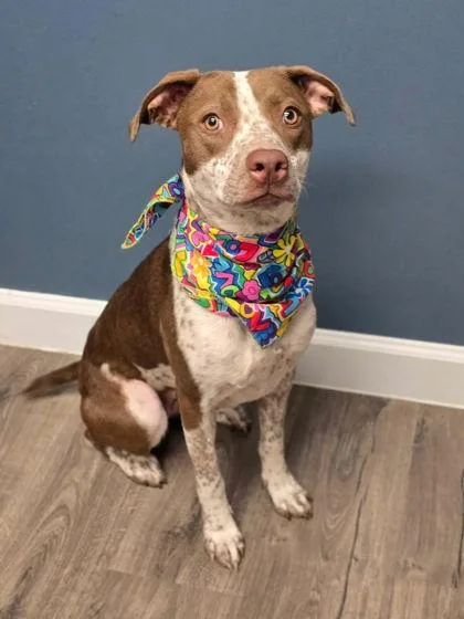 An adult medium-sized female Cattle Dog dog named Lady Bug for adoption in Divide, CO