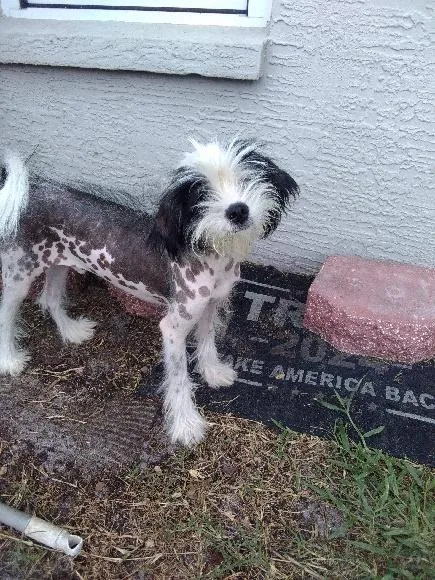 Bert