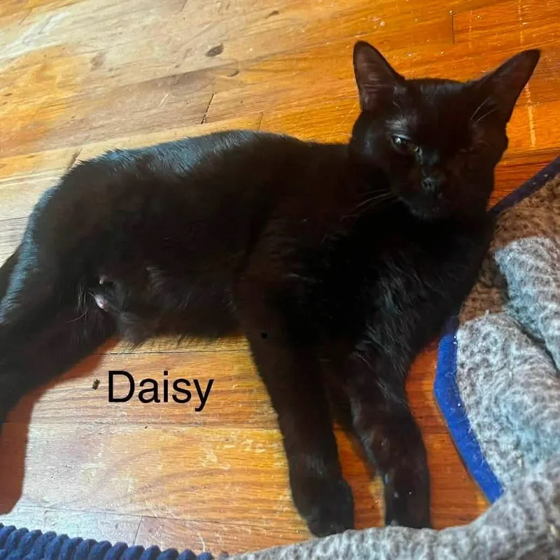 A young medium-sized female Black Domestic Short Hair cat named Daisy for adoption in Buffalo, MN