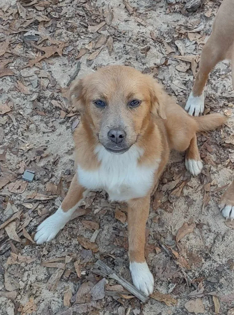 An adult medium-sized female Terrier dog named Marissa for adoption in Ruston, LA