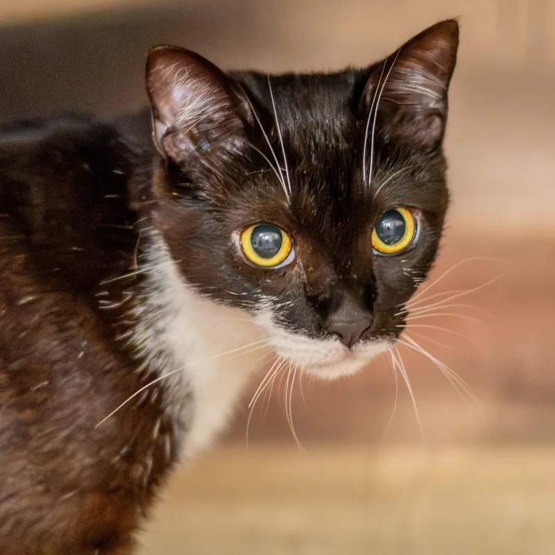 A baby medium-sized male Black & White / Tuxedo Domestic Short Hair cat named Eleven for adoption in Hilton Head Island, SC