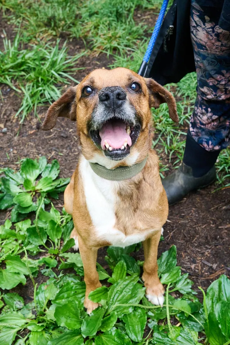 An adult medium-sized male Boxer dog named Chiquilin for adoption in Floyd, VA