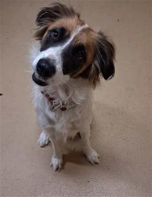 A young medium-sized female Border Collie dog named Carmella for adoption in Chula Vista, CA
