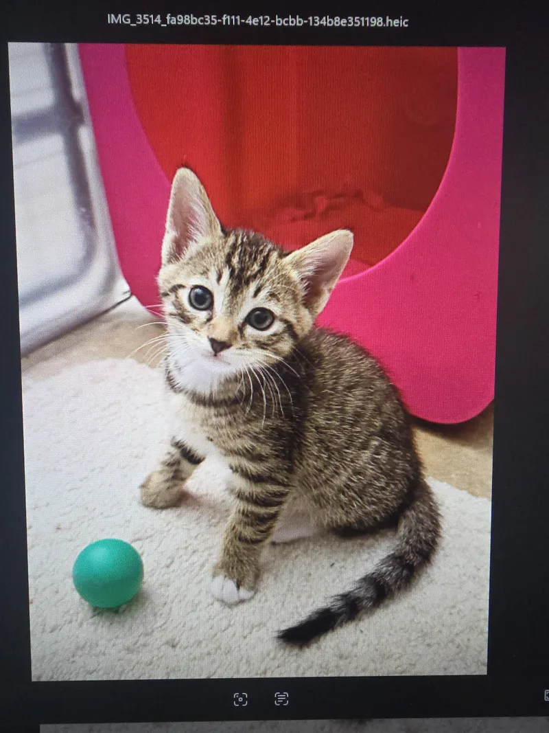 A baby medium-sized male Tabby (Brown / Chocolate) Domestic Short Hair cat named Cappuccino for adoption in Mission Viejo, CA