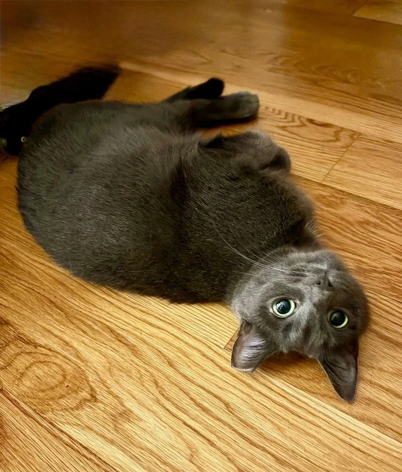 A young medium-sized female Gray / Blue / Silver Domestic Short Hair cat named Jade for adoption in Brooklyn, NY
