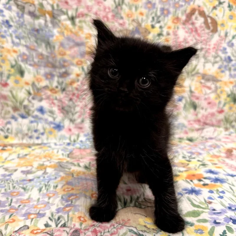 A baby small-sized male Black Domestic Short Hair cat named Foxglove for adoption in Delaware, OH