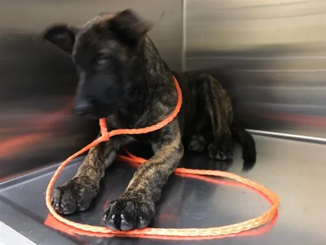 A baby small-sized male Dutch Shepherd dog named Thanos for adoption in Tustin, CA