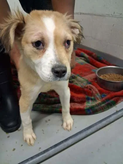 A baby small-sized female Shepherd dog named Lasik for adoption in Gainesville, FL
