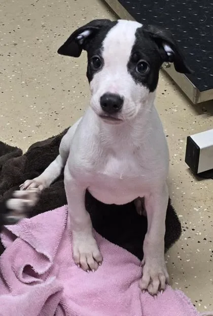 A baby small-sized male Black Pit Bull Terrier dog named Oak for adoption in Bishop, GA