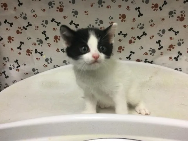 A baby small-sized male Domestic Short Hair cat named Finn for adoption in Riverside, CA