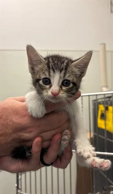 A baby medium-sized female Domestic Short Hair cat named Waffles for adoption in Forney, TX