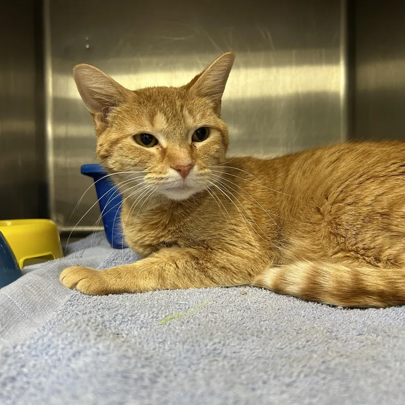 An adult medium-sized female Tabby (Orange / Red) Domestic Short Hair cat named Pimento for adoption in La Grange Park, IL