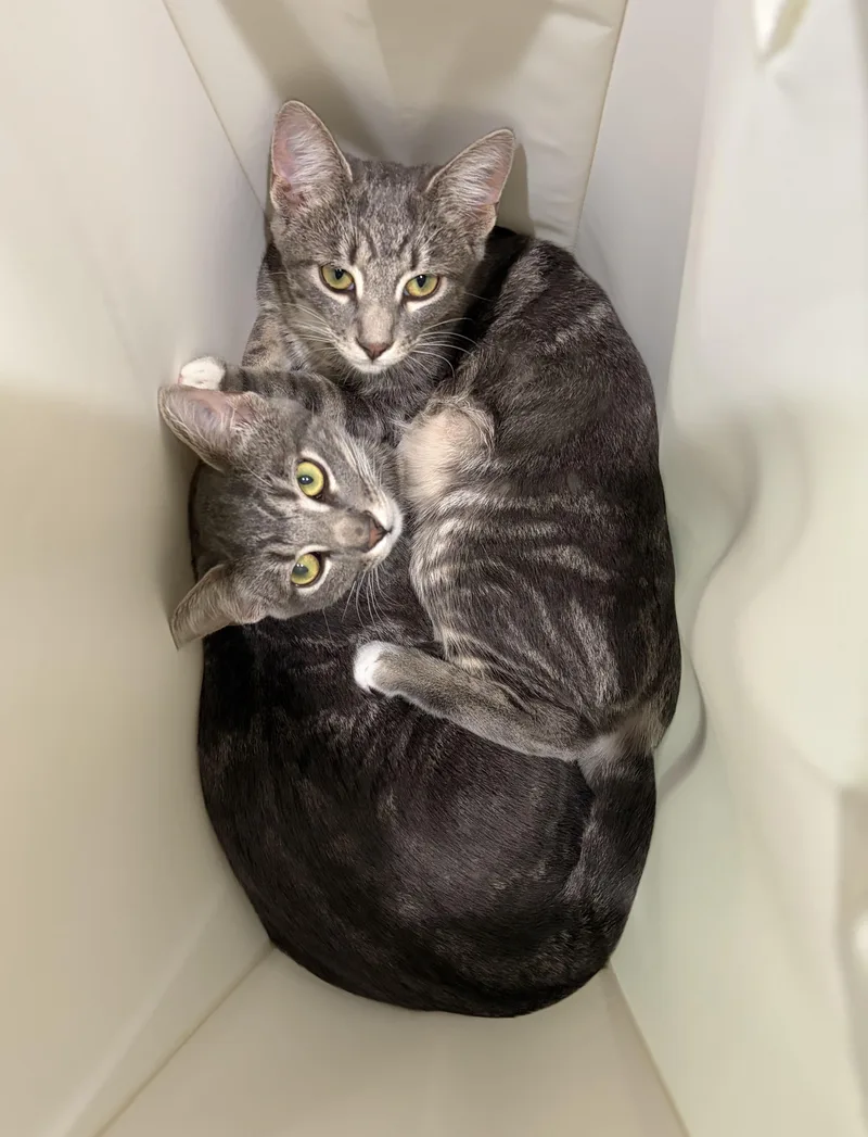 A young medium-sized female Tabby (Brown / Chocolate) Tabby cat named Misty & Ash for adoption in Bentonville, AR