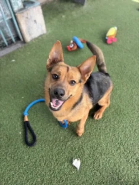 An adult medium-sized male German Shepherd Dog dog named Strudel for adoption in Los Angeles, CA