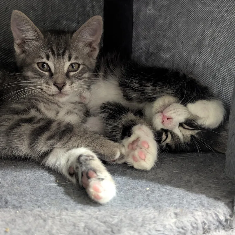 A baby medium-sized female Tabby (Gray / Blue / Silver) Domestic Short Hair cat named Chappell for adoption in Fenton, MI
