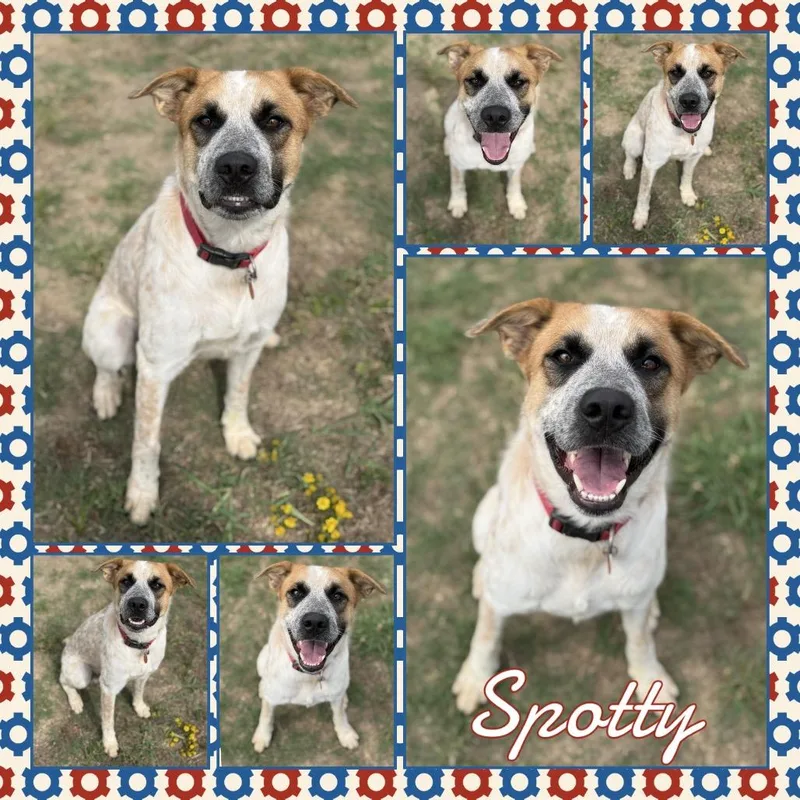 A young medium-sized male White / Cream Cattle Dog dog named Spotty for adoption in Fort Smith, AR