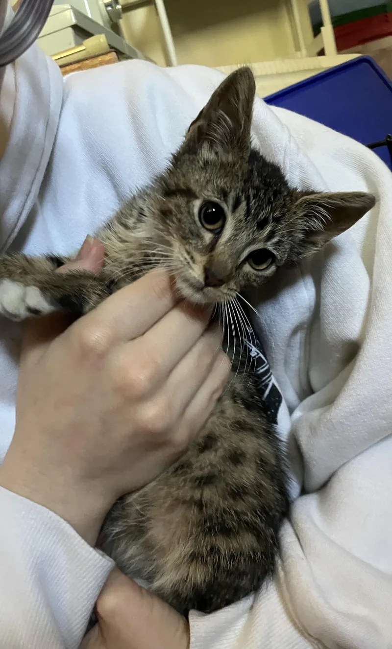 A baby small-sized female Tabby (Tiger Striped) Domestic Short Hair cat named Princess Ducky for adoption in Crockett, CA
