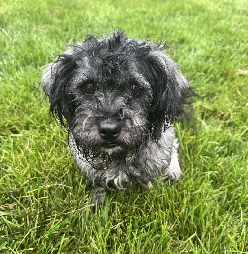 An adult small-sized male Shih Tzu dog named Cole for adoption in Gainesville, VA