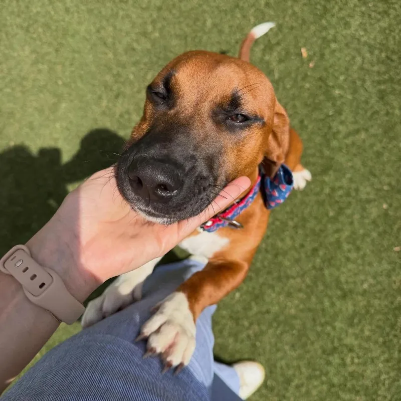 A young medium-sized male Red / Chestnut / Orange Basset Hound dog named Ferb for adoption in North Charleston, SC