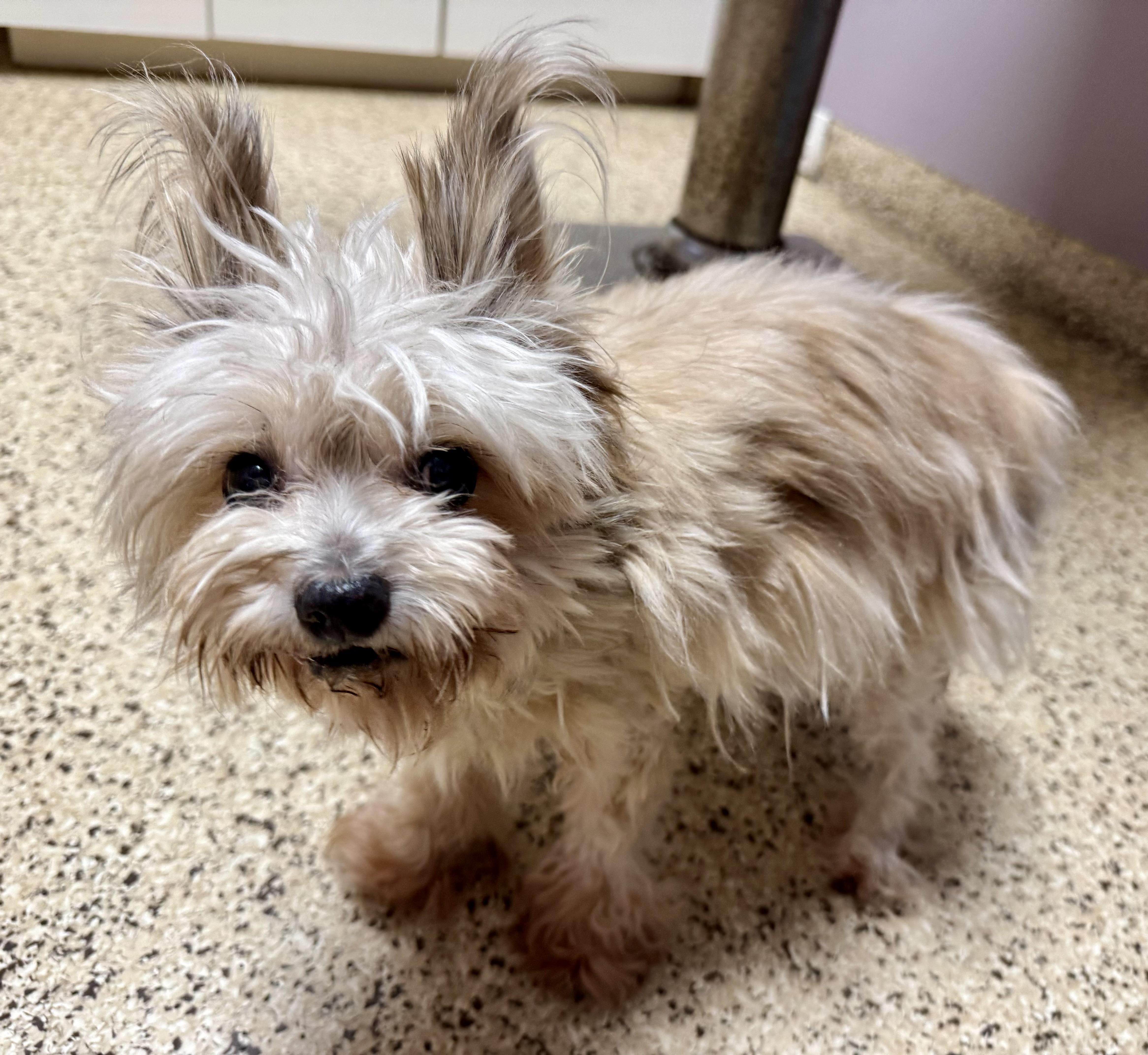 A senior small-sized male Terrier dog named Duke for adoption in Maiden, NC