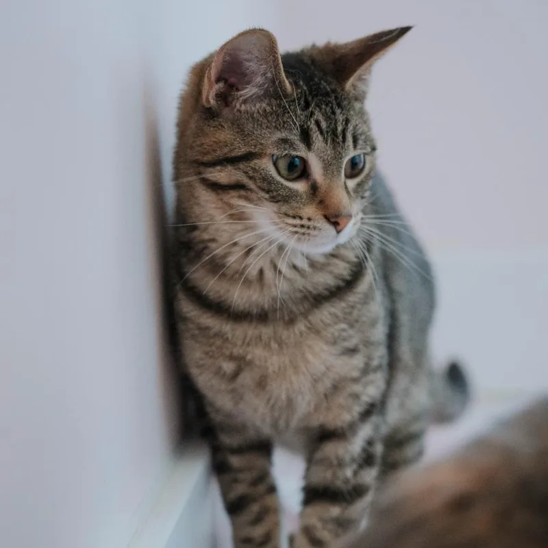A young medium-sized male Brown / Chocolate Domestic Short Hair cat named Bart for adoption in Forest Park, IL