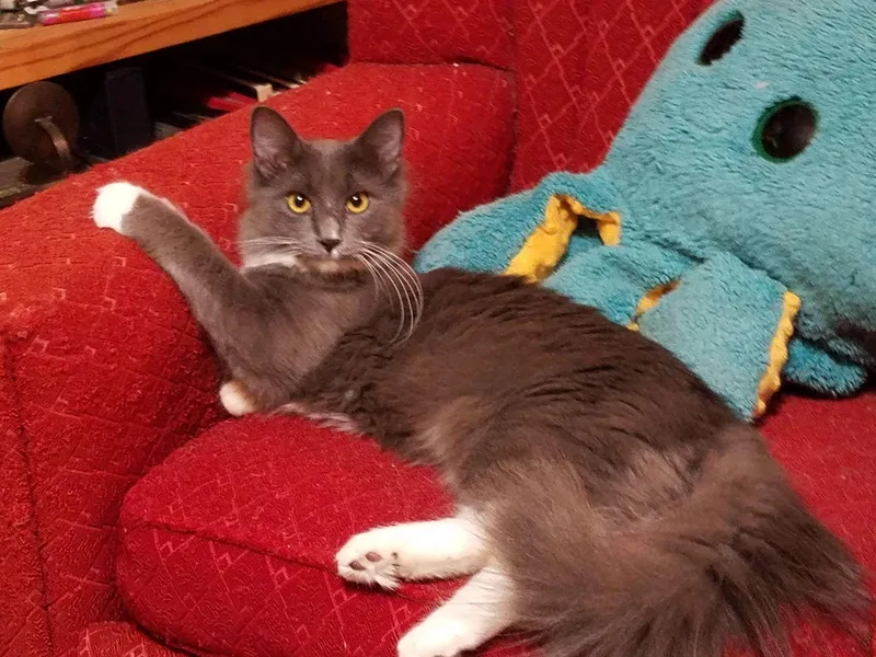 Sebastian thumbnail 3