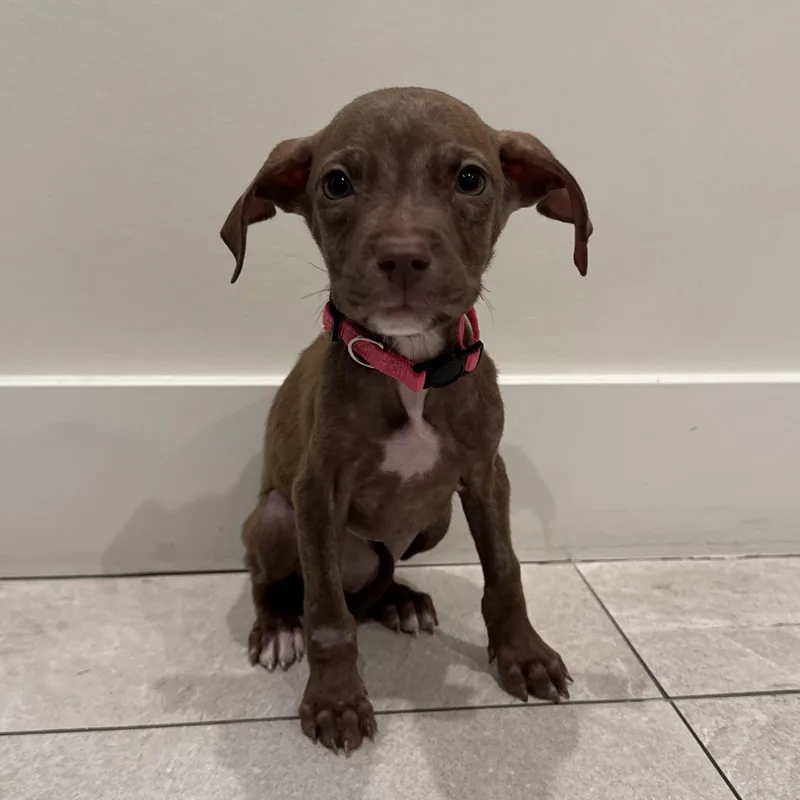 A baby medium-sized female Mixed Breed dog named Hillary Ruff for adoption in Henderson, NV
