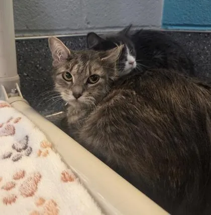 An adult medium-sized female Gray & White Domestic Short Hair cat named Graham for adoption in Lansing, MI