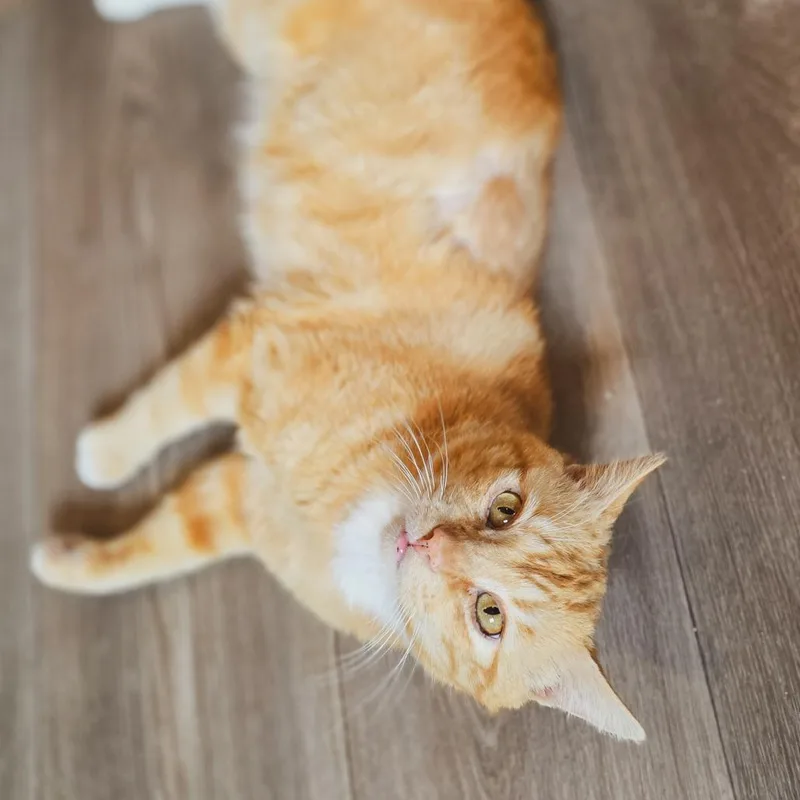 An adult small-sized male Orange / Red Domestic Short Hair cat named Cheddar Bo for adoption in Greenville, NC